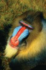 Mandrill Notebook