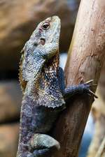 Hooded Frilled Lizard Notebook