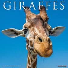 Giraffes 2025 12 X 12 Wall Calendar