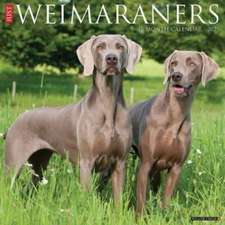 Just Weimaraners 2025 12 X 12 Wall Calendar