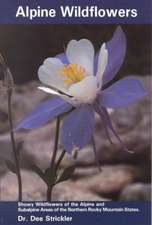 Alpine Wildflowers