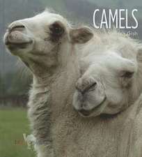 Camels