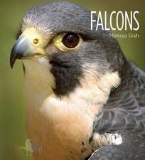 Falcons