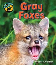 Gray Foxes