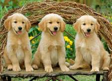 Just Goldens Jigsaw Puzzle