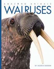 Walruses