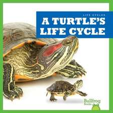 A Turtle's Life Cycle