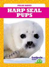 Harp Seal Pups