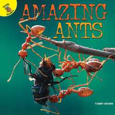 Amazing Ants