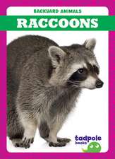 Raccoons