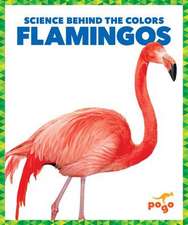 Flamingos