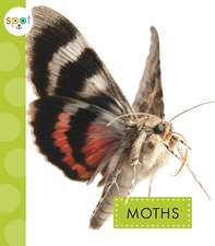 Moths