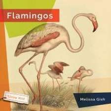 Flamingos