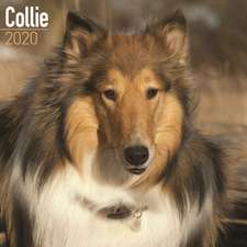 Collie Calendar 2020