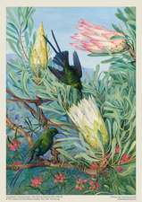 Adult Jigsaw Puzzle Kew Gardens' Marianne North: Honeyflowers and Honeysuckers: 1000-Piece Jigsaw Puzzles