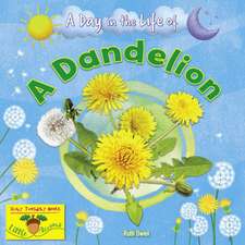 A Dandelion