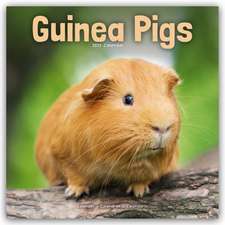 Avonside Publishing Ltd: Guinea Pigs - Meerschweinchen 2025