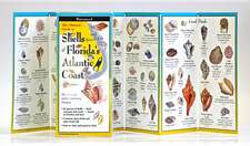 Shells and Beach Life of Florida's Atlantic Coast