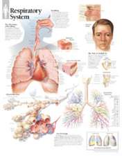 Respiratory System