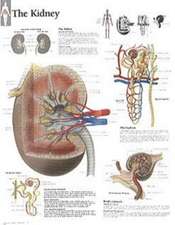 The Kidney Chart: Laminated Wall Chart