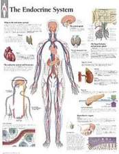 The Endocrine System Chart: Wall Chart