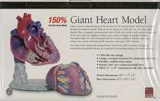 Giant Heart Model