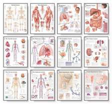 The Body Systems Chart Set: Laminated Wall Chart