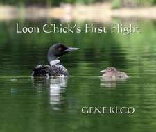 Loon Chick's First Flight