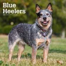 Browntrout: Blue Heelers 2025 12 X 24 Inch Monthly Square Wa