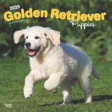 Golden Retriever Puppies 2025 12 X 24 Inch Monthly Square Wall Calendar Plastic-Free