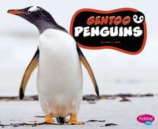 Gentoo Penguins