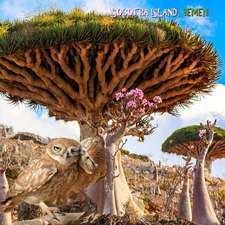 Socotra Island, Yemen