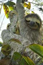 Pygmy Sloth Notebook