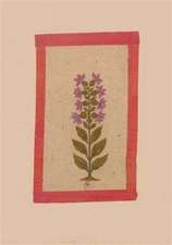 Carnet Blanc, Fleur 2, Miniature Indienne 18e Siècle