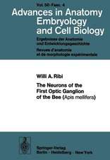 The Neurons of the First Optic Ganglion of the Bee (Apis mellifera)