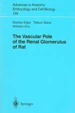 The Vascular Pole of the Renal Glomerulus of Rat