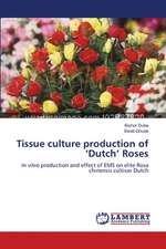 Tissue culture production of 'Dutch' Roses