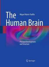 The Human Brain: Prenatal Development and Structure