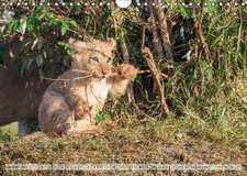 Emotionale Momente: Liebenswerte Löwenbabys (Wandkalender 2016 DIN A4 quer)