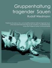 Gruppenhaltung tragender Sauen