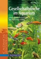 Gesellschaftsfische im Aquarium