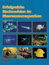 Erfolgreiche Nachzuchten im Meerwasseraquarium