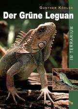 Der Grüne Leguan im Terrarium