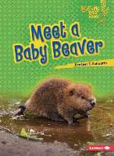 Meet a Baby Beaver