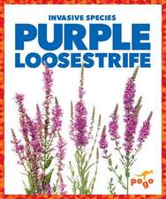 Purple Loosestrife