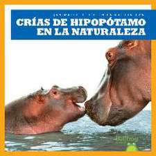 Crías de Hipopótamo En La Naturaleza (Hippopotamus Calves in the Wild)