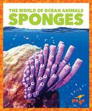 Sponges